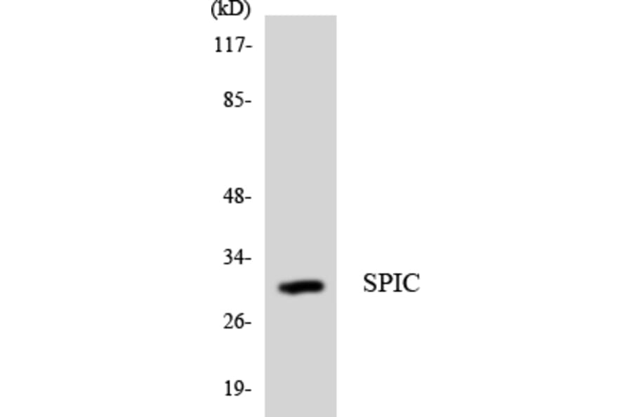 Western Blot - Anti-SPIC Antibody (R12-3554) - Antibodies.com