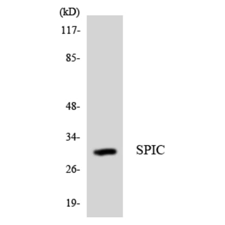 Western Blot - Anti-SPIC Antibody (R12-3554) - Antibodies.com