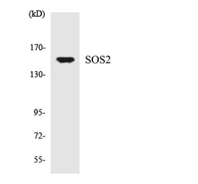 Western Blot - Anti-SOS2 Antibody (R12-3550) - Antibodies.com