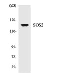 Western Blot - Anti-SOS2 Antibody (R12-3550) - Antibodies.com