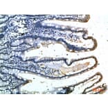 Immunohistochemistry - Anti-SELE Antibody (C30167) - Antibodies.com