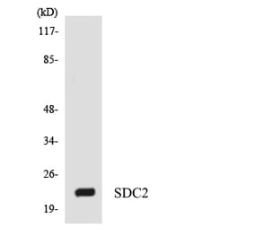 Western Blot - Anti-SDC2 Antibody (R12-3487) - Antibodies.com