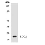 Western Blot - Anti-SDC2 Antibody (R12-3487) - Antibodies.com