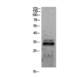 Western Blot - Anti-SDC1 Antibody (C30432) - Antibodies.com