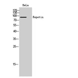 Western Blot - Anti-RPTN Antibody (C18335) - Antibodies.com