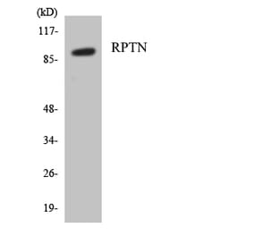Western Blot - Anti-RPTN Antibody (R12-3467) - Antibodies.com