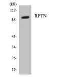 Western Blot - Anti-RPTN Antibody (R12-3467) - Antibodies.com