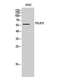 Western Blot - Anti-RPC3 Antibody (C15476) - Antibodies.com