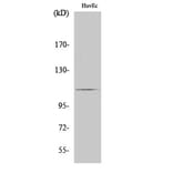 Western Blot - Anti-RIN3 Antibody (C11385) - Antibodies.com
