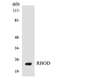 Western Blot - Anti-RHOD Antibody (R12-3439) - Antibodies.com