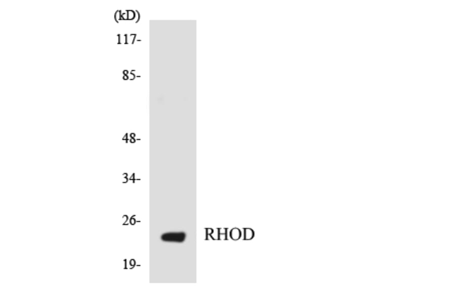 Western Blot - Anti-RHOD Antibody (R12-3439) - Antibodies.com
