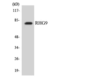 Western Blot - Anti-RHG9 Antibody (R12-3437) - Antibodies.com