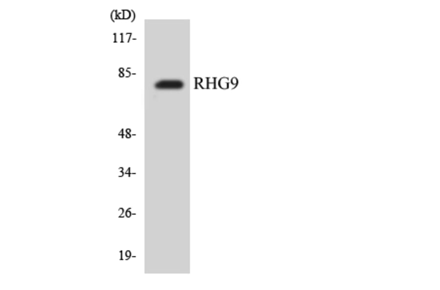 Western Blot - Anti-RHG9 Antibody (R12-3437) - Antibodies.com