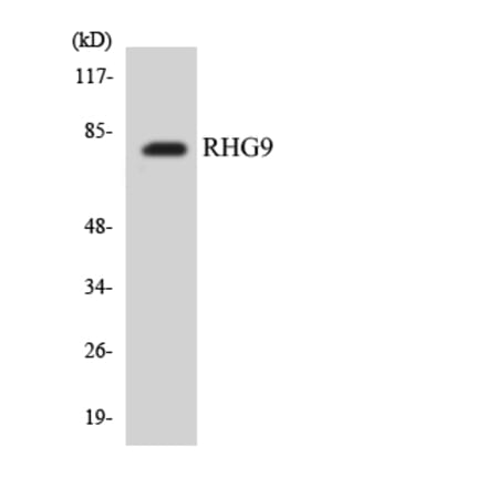 Western Blot - Anti-RHG9 Antibody (R12-3437) - Antibodies.com