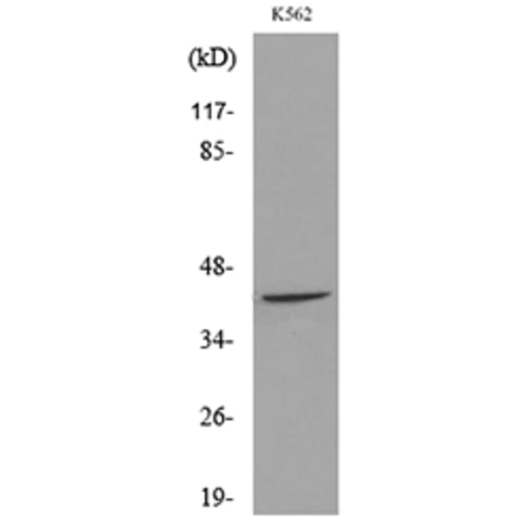 Western Blot - Anti-RHAG Antibody (C30550) - Antibodies.com