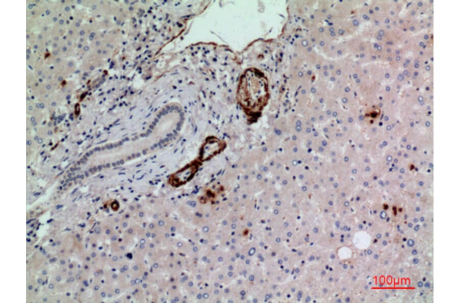 Immunohistochemistry - Anti-RHAG Antibody (C30550) - Antibodies.com