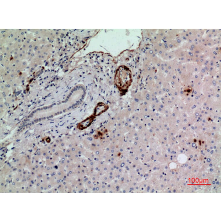 Immunohistochemistry - Anti-RHAG Antibody (C30550) - Antibodies.com