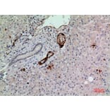 Immunohistochemistry - Anti-RHAG Antibody (C30550) - Antibodies.com