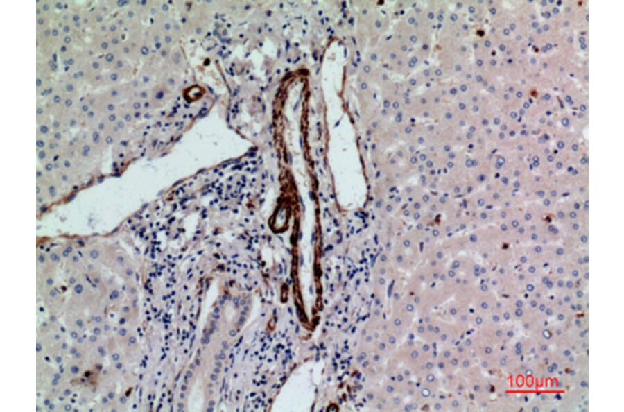 Immunohistochemistry - Anti-RHAG Antibody (C30550) - Antibodies.com