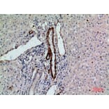 Immunohistochemistry - Anti-RHAG Antibody (C30550) - Antibodies.com