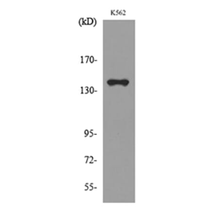 Western Blot - Anti-RFC1 Antibody (C30269) - Antibodies.com