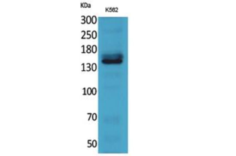 Western Blot - Anti-RFC1 Antibody (C30269) - Antibodies.com
