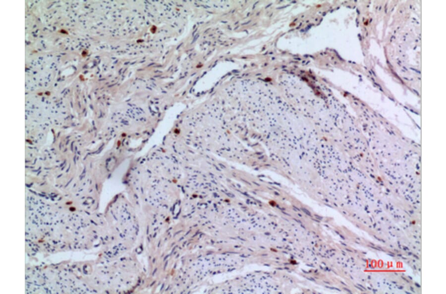 Immunohistochemistry - Anti-RFC1 Antibody (C30269) - Antibodies.com