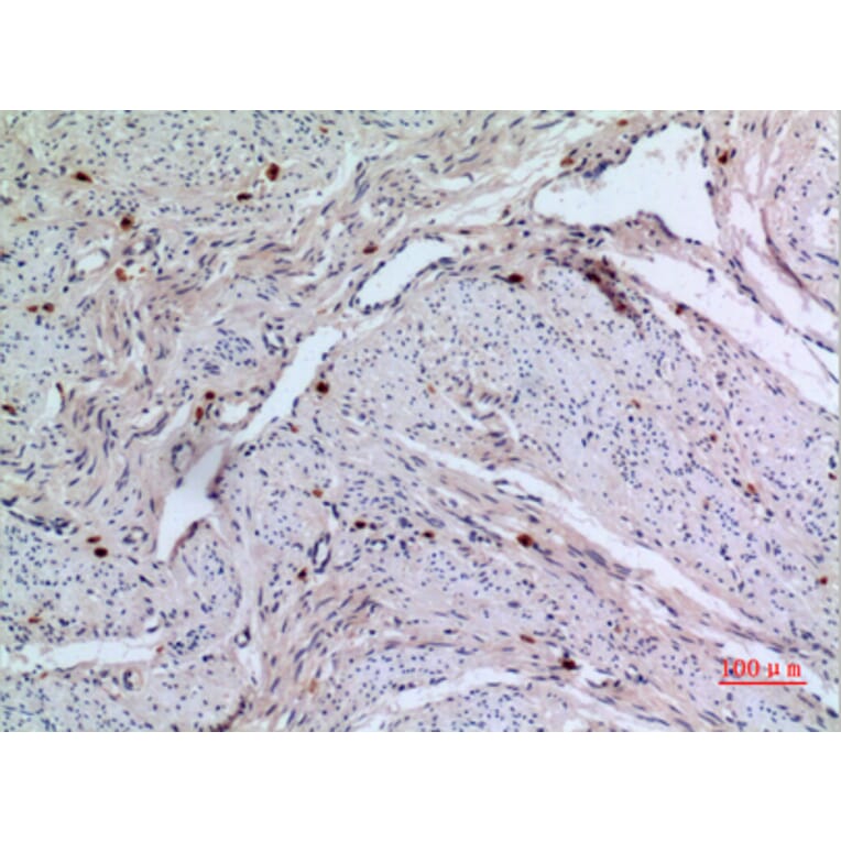Immunohistochemistry - Anti-RFC1 Antibody (C30269) - Antibodies.com