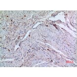 Immunohistochemistry - Anti-RFC1 Antibody (C30269) - Antibodies.com