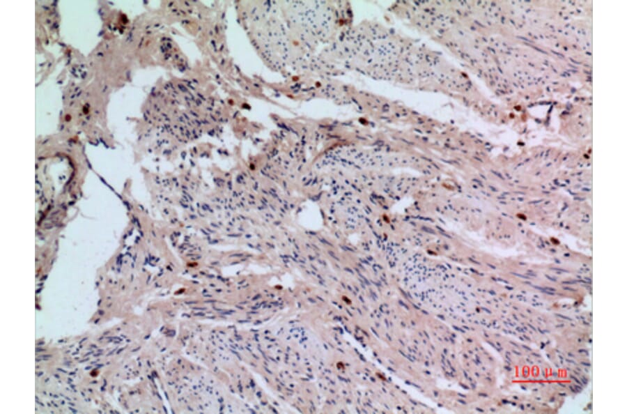 Immunohistochemistry - Anti-RFC1 Antibody (C30269) - Antibodies.com