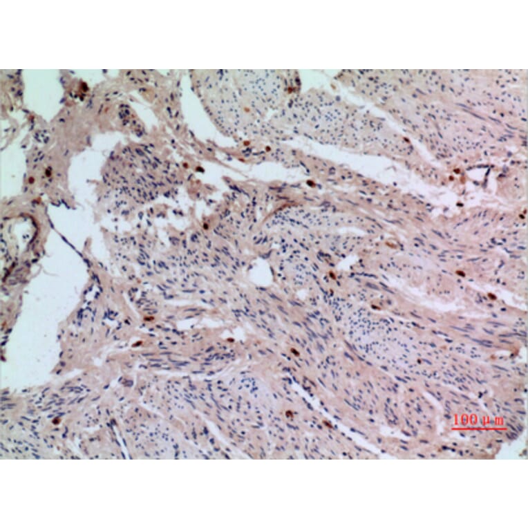 Immunohistochemistry - Anti-RFC1 Antibody (C30269) - Antibodies.com
