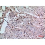 Immunohistochemistry - Anti-RFC1 Antibody (C30269) - Antibodies.com