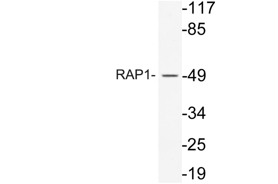 Western Blot - Anti-RAP1 Antibody (R12-2330) - Antibodies.com