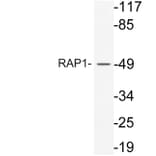 Western Blot - Anti-RAP1 Antibody (R12-2330) - Antibodies.com