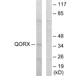 Western Blot - Anti-QORX Antibody (C11167) - Antibodies.com