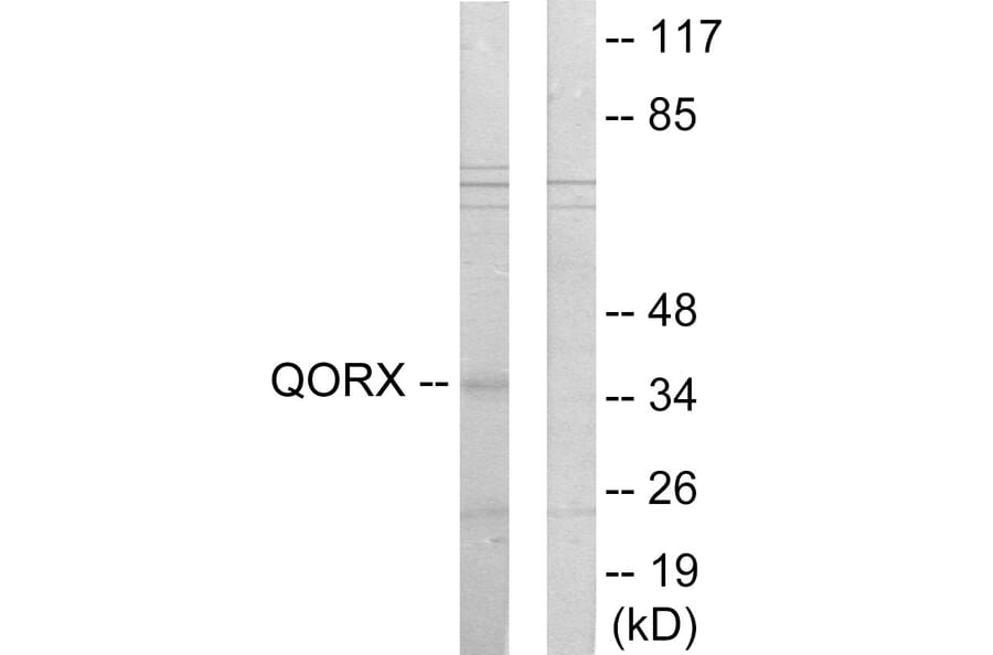 Western Blot - Anti-QORX Antibody (C11167) - Antibodies.com