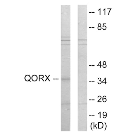 Western Blot - Anti-QORX Antibody (C11167) - Antibodies.com