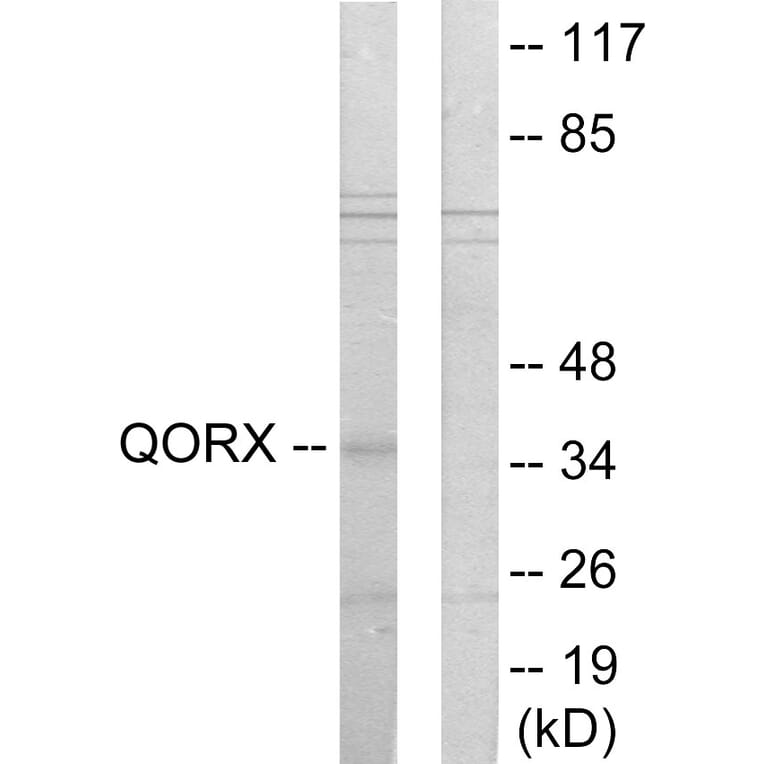 Western Blot - Anti-QORX Antibody (C11167) - Antibodies.com