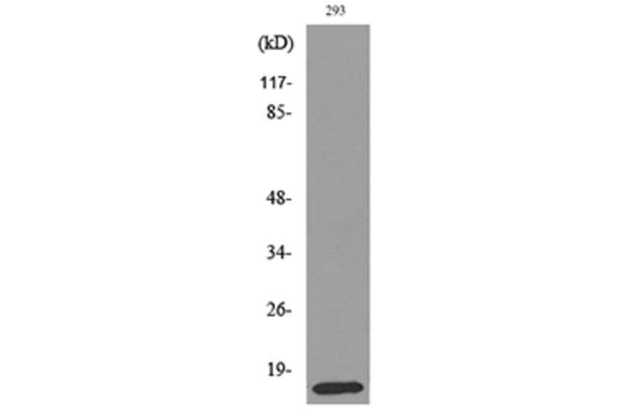 Western Blot - Anti-PSPN Antibody (C30596) - Antibodies.com
