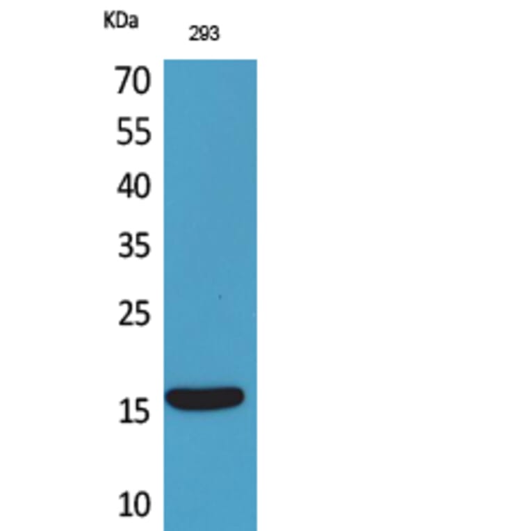 Western Blot - Anti-PSPN Antibody (C30596) - Antibodies.com