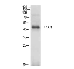 Western Blot - Anti-PSG1 Antibody (C30378) - Antibodies.com