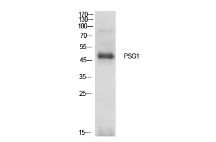 Western Blot - Anti-PSG1 Antibody (C30378) - Antibodies.com