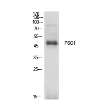 Western Blot - Anti-PSG1 Antibody (C30378) - Antibodies.com