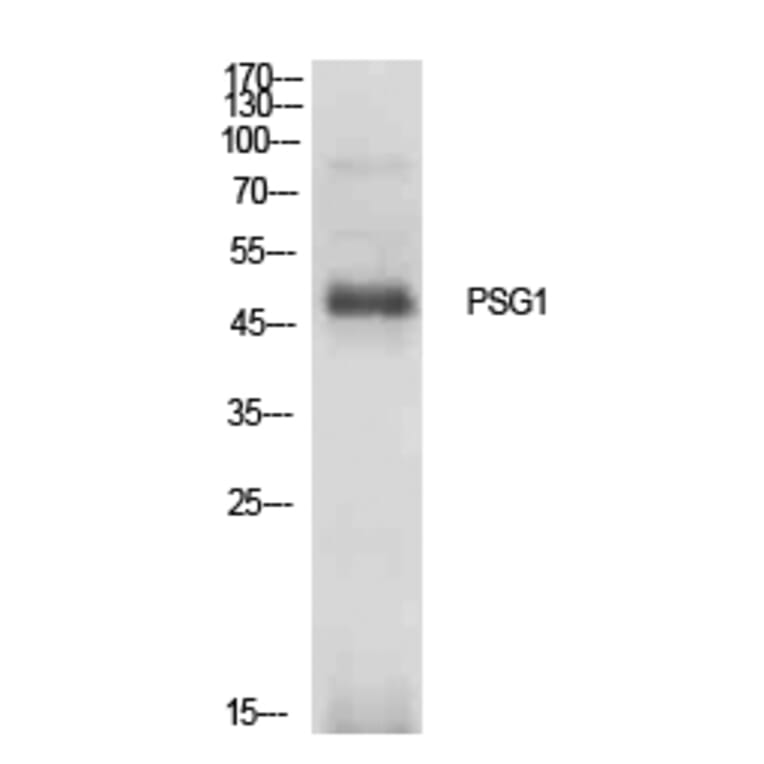 Western Blot - Anti-PSG1 Antibody (C30378) - Antibodies.com