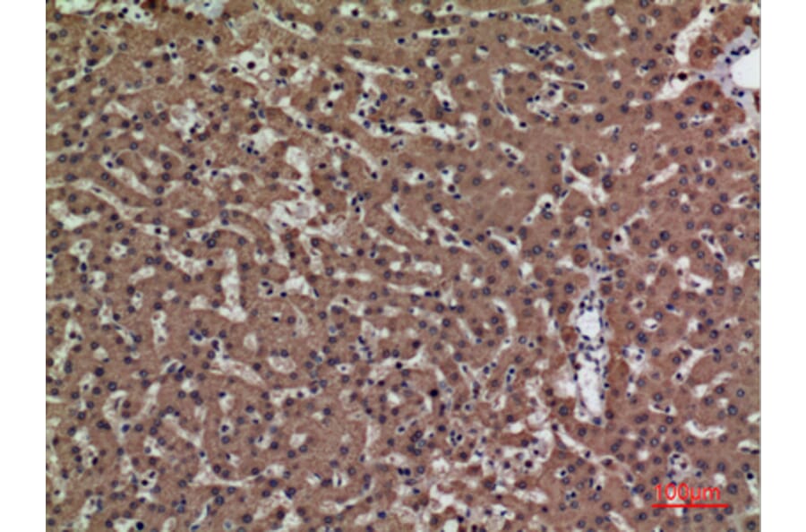Immunohistochemistry - Anti-PSG1 Antibody (C30378) - Antibodies.com