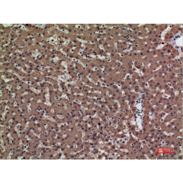 Immunohistochemistry - Anti-PSG1 Antibody (C30378) - Antibodies.com