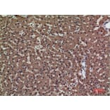 Immunohistochemistry - Anti-PSG1 Antibody (C30378) - Antibodies.com