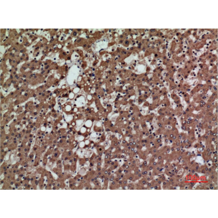 Immunohistochemistry - Anti-PSG1 Antibody (C30378) - Antibodies.com