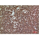 Immunohistochemistry - Anti-PSG1 Antibody (C30378) - Antibodies.com