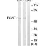 Western Blot - Anti-PSAP Antibody (C17862) - Antibodies.com